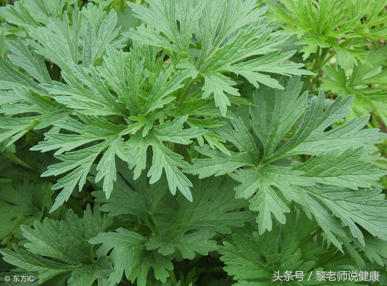 益母草对子宫肌瘤作用,子宫癌益母草