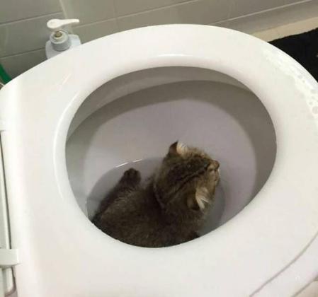 小奶猫掉进水坑里,小奶猫去厕所