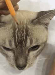 绘画中的一切都是假的,创意绘画是不是骗人的