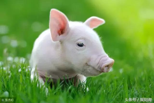 不同季节出生的生肖猪的性格,生肖猪的命运出生在几月份最好