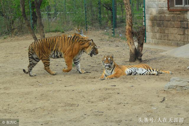 清明节快要到了我们要去扫墓吗,清明节就要到