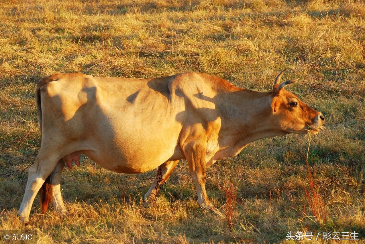母牛屡配不孕的原因及解决办法,母牛屡配不孕的原因和治疗方法