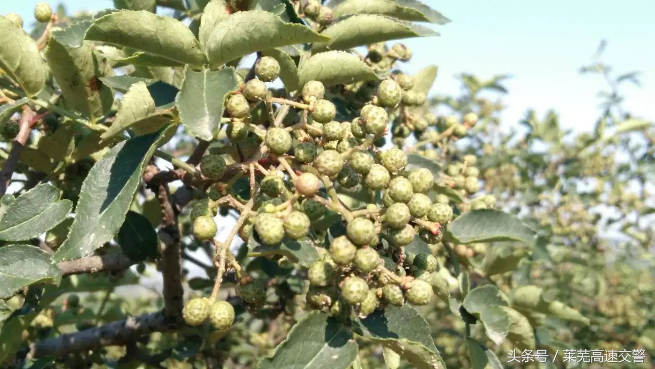 清明游莱芜莲花山,莱芜旅游十大必去景点