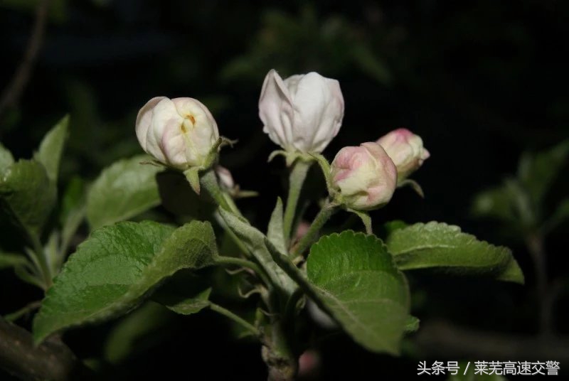 清明游莱芜莲花山,莱芜旅游十大必去景点