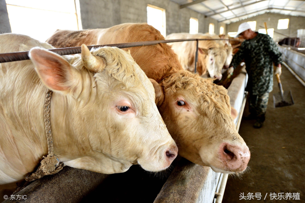 养牛人必须做好防大于治,养牛七只一年赚多少钱