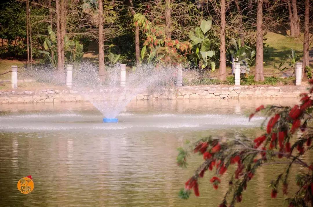 金花茶公园景点,走进金花茶公园