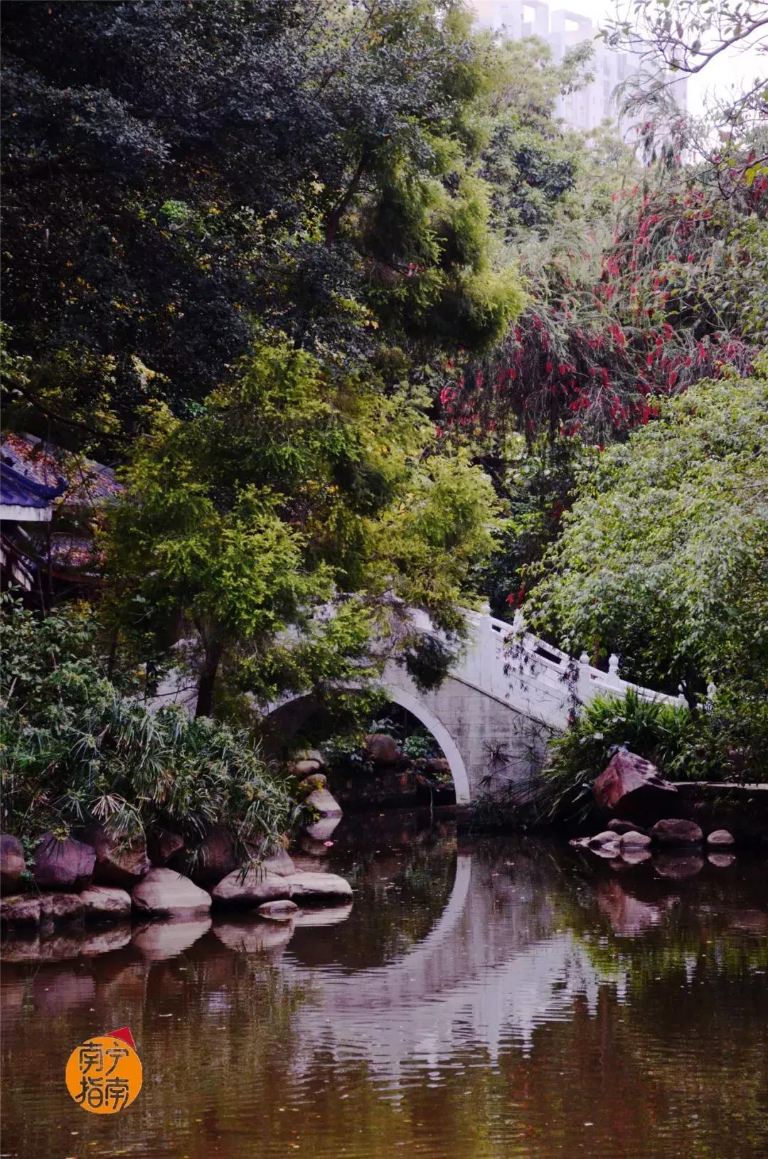 金花茶公园景点,走进金花茶公园