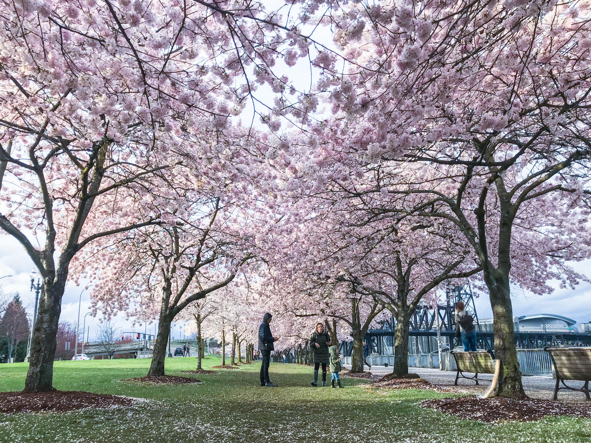 美国波特兰旅游休闲的自助导览 (西雅图和波特兰旅游攻略)