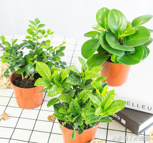 绿萝是否真的有除甲醛的效果,绿萝能除甲醛吗甲醛最怕三个克星