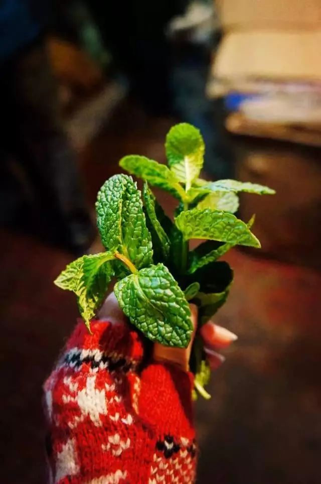 不同于你想象之中的卡萨布兰卡