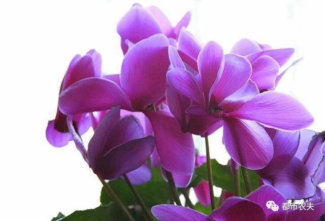 哪些国家的国花是牡丹,为什么中国的国花是牡丹