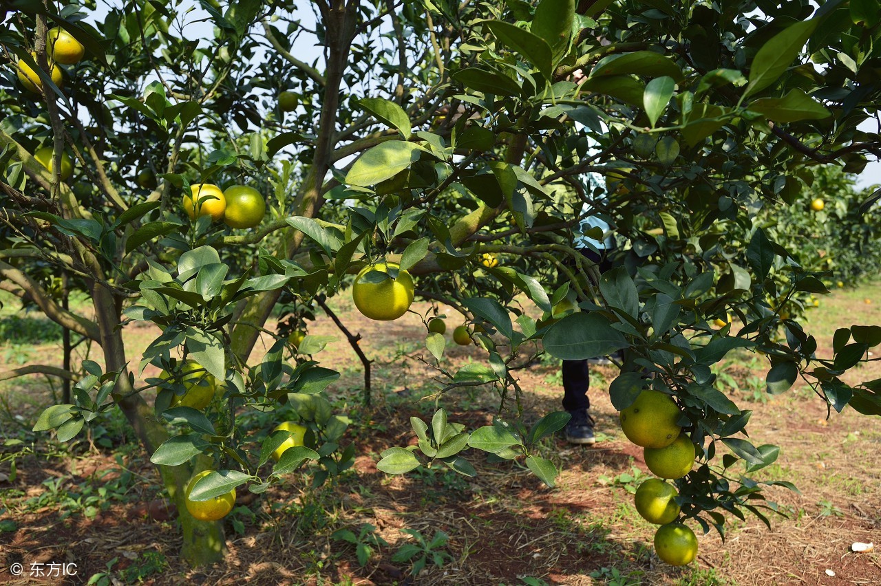 果园选择哪种位置最合适,50平米小果园规划设计最简单方式