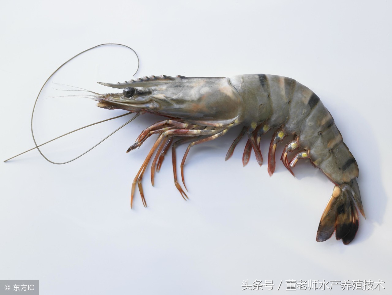 对虾养殖白便分析与处理,对虾肠炎的防治方法