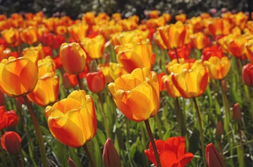 赌博、吸毒、嫖娼？带你重新认识荷兰这座“成人迪士尼”