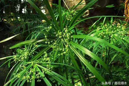 水棕竹,水棕竹如何繁殖