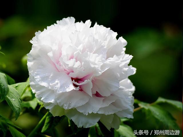 描写牡丹花的诗句开头,关于牡丹诗句和好词好句