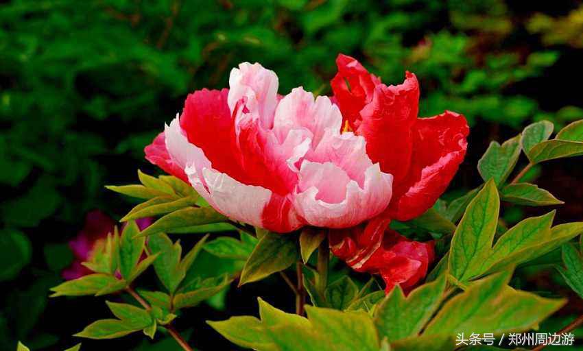 描写牡丹花的诗句开头,关于牡丹诗句和好词好句