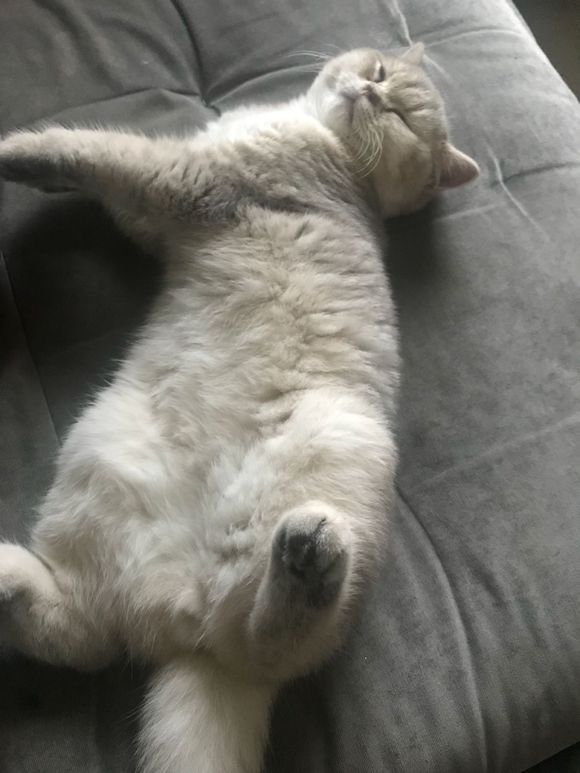 刚买的英短猫不幸得了猫瘟，一天500元的住院费用，只因不忍放弃