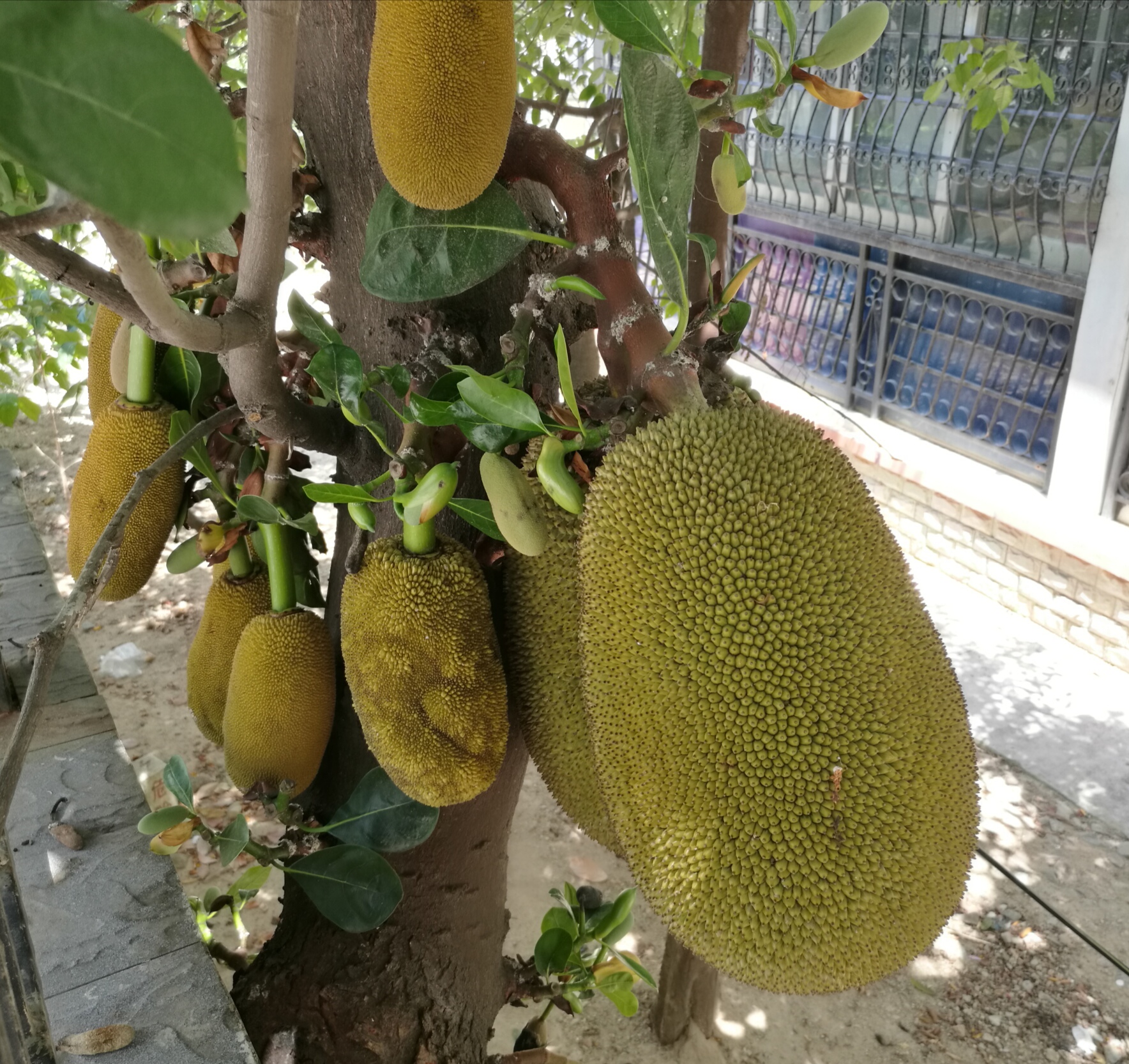 海南菠萝蜜怎么来的,海南三亚菠萝蜜成熟季节