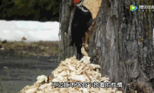啄木鸟啄坏大树,啄木鸟为了吃虫子把树折空了