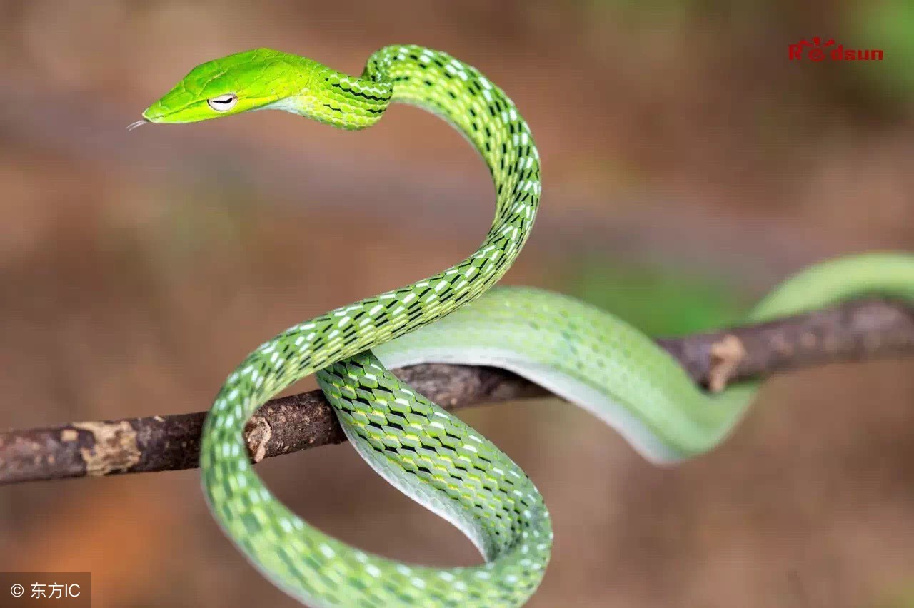遇到毒蛇怎么办？专业知识还是需要的！