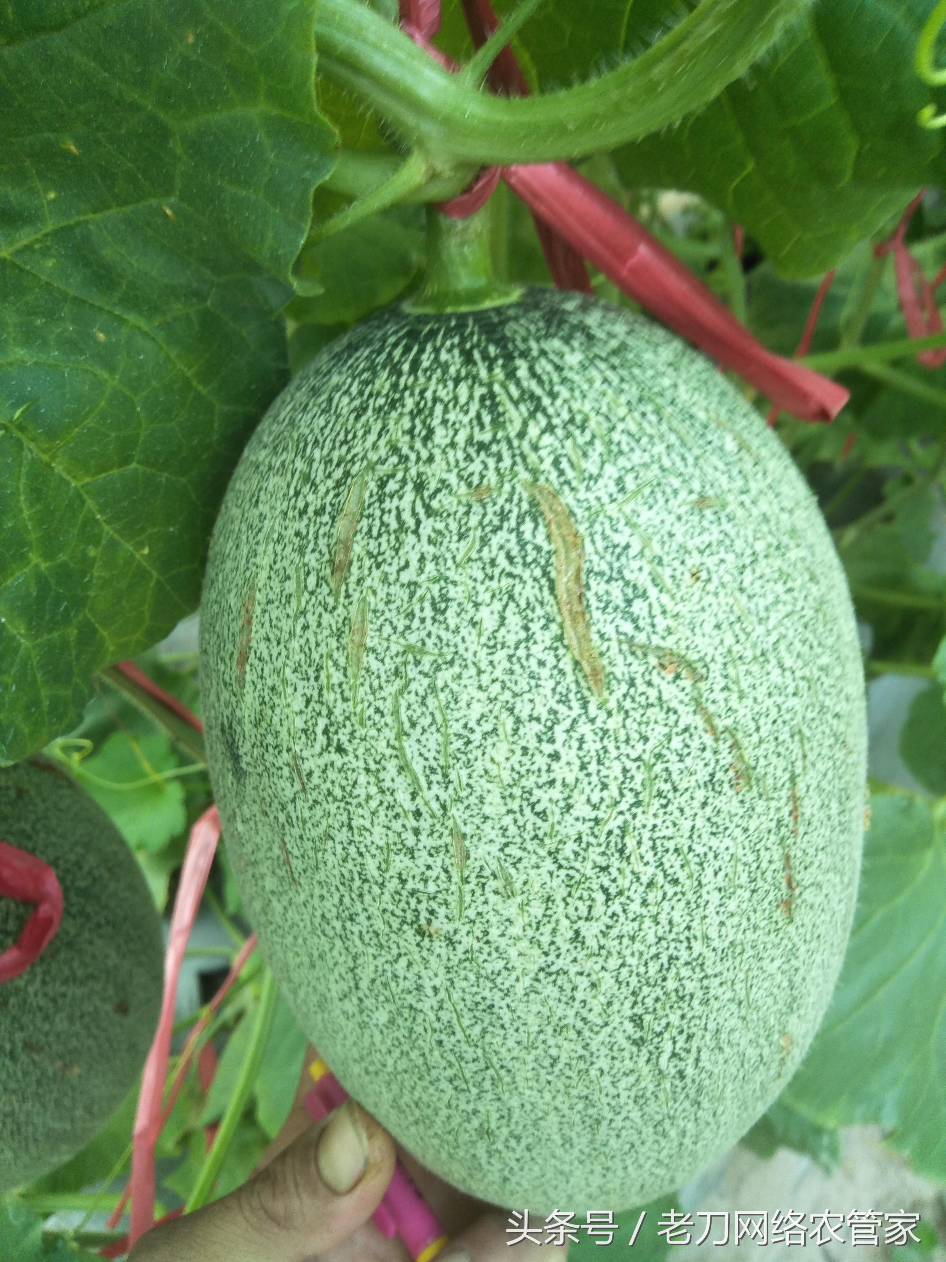 哈密瓜低温如何预防裂瓜,哈密瓜膨大期用磷酸二氢钾