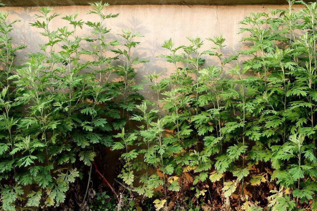 什么草药叶子嚼烂了可以止血,受伤止血最好的十种草药