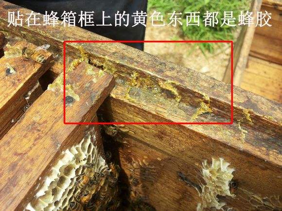 蜂胶蜂王浆功效区别,蜂胶和蜂王浆补雌激素吗