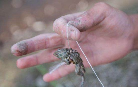 钓小龙虾什么天气好钓,钓小龙虾选什么天气好