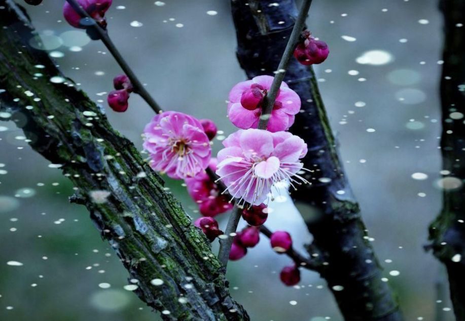 【诗词原创】王月|紫燕翩翩轻剪水桃花一朵又逢春