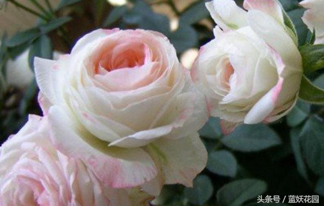 网购月季到家花苞蔫了怎么办,月季换盆后花苞蔫了怎么补救