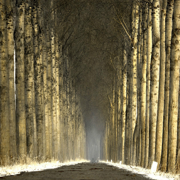 绝美林荫,绝美林荫道创意图片