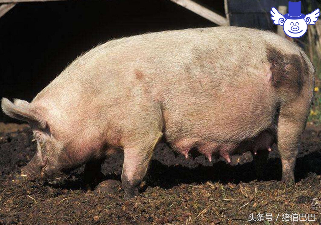 引起母猪死胎的原因有哪些,母猪死胎前10个征兆