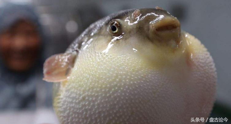 美国出现僵尸浣熊因温热病而起，而历史上的僵尸事件诱因都差不多