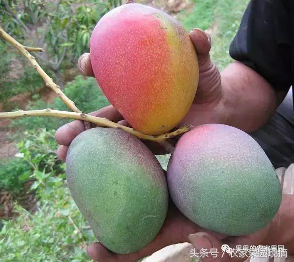 芒果有多少品种哪种更好吃,什么芒果品种最大最好吃