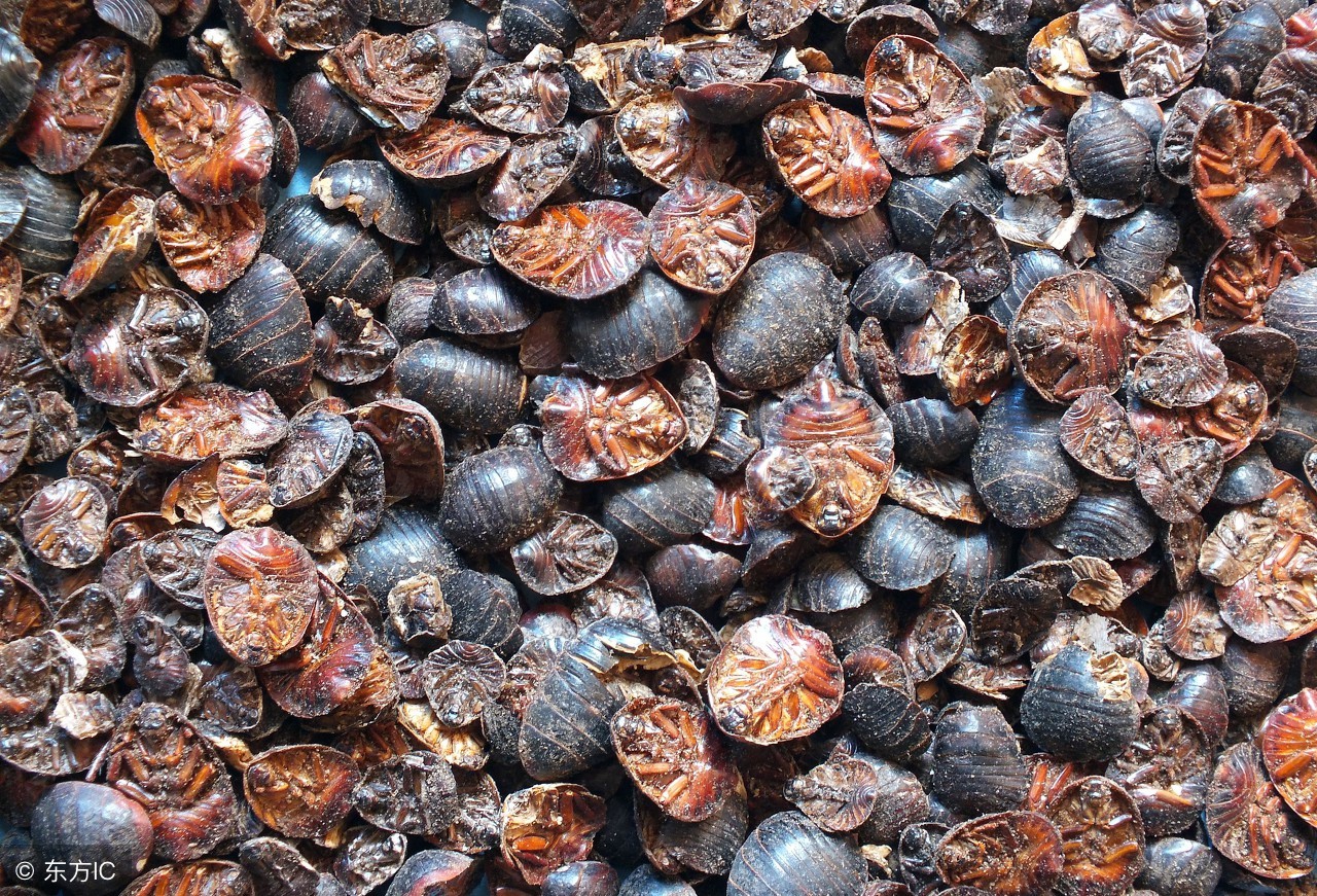 土鳖养殖骗局曝光,养殖业投资骗局揭秘