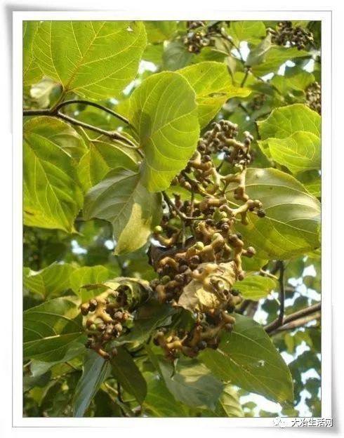 湖北大冶正宗的十大特产,大冶特色特产