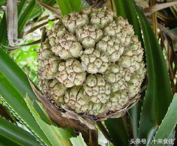 海贼王里的恶魔果实有哪些,海贼王中的恶魔果实