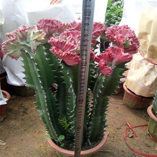 有毒的几种绿植千万不要养,有毒的常见绿植