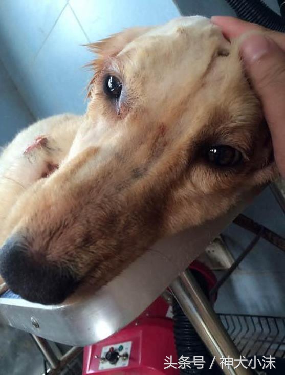 金毛犬与村里的中华田园犬,中华田园犬金毛犬被咬