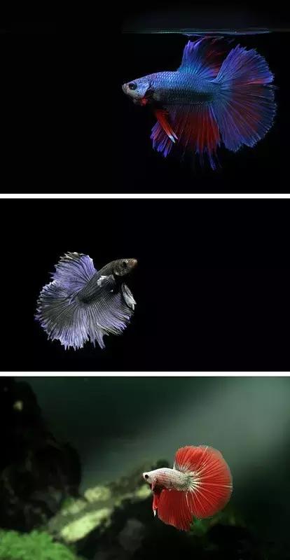 有哪些斗鱼天性好斗,斗鱼自恋狂