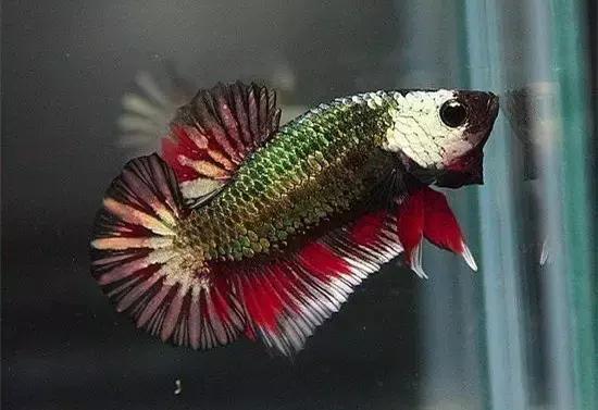 有哪些斗鱼天性好斗,斗鱼自恋狂