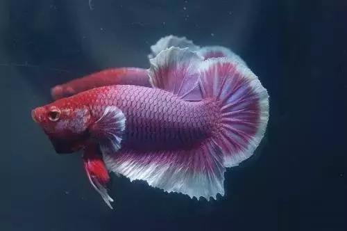 有哪些斗鱼天性好斗,斗鱼自恋狂