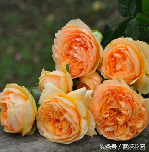 不认识这些月季病，怎能养好月季花？