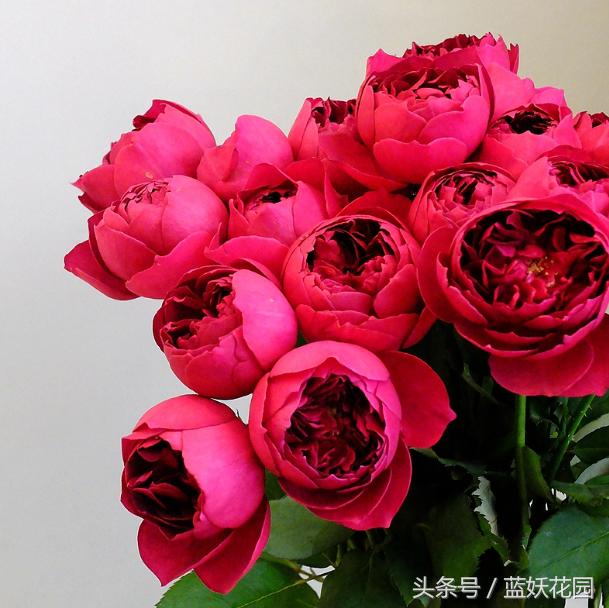 不认识这些月季病，怎能养好月季花？