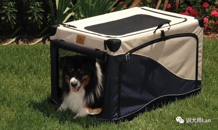 怎么训练狗狗在笼子里安静睡觉,怎么训练狗狗在笼子里独处