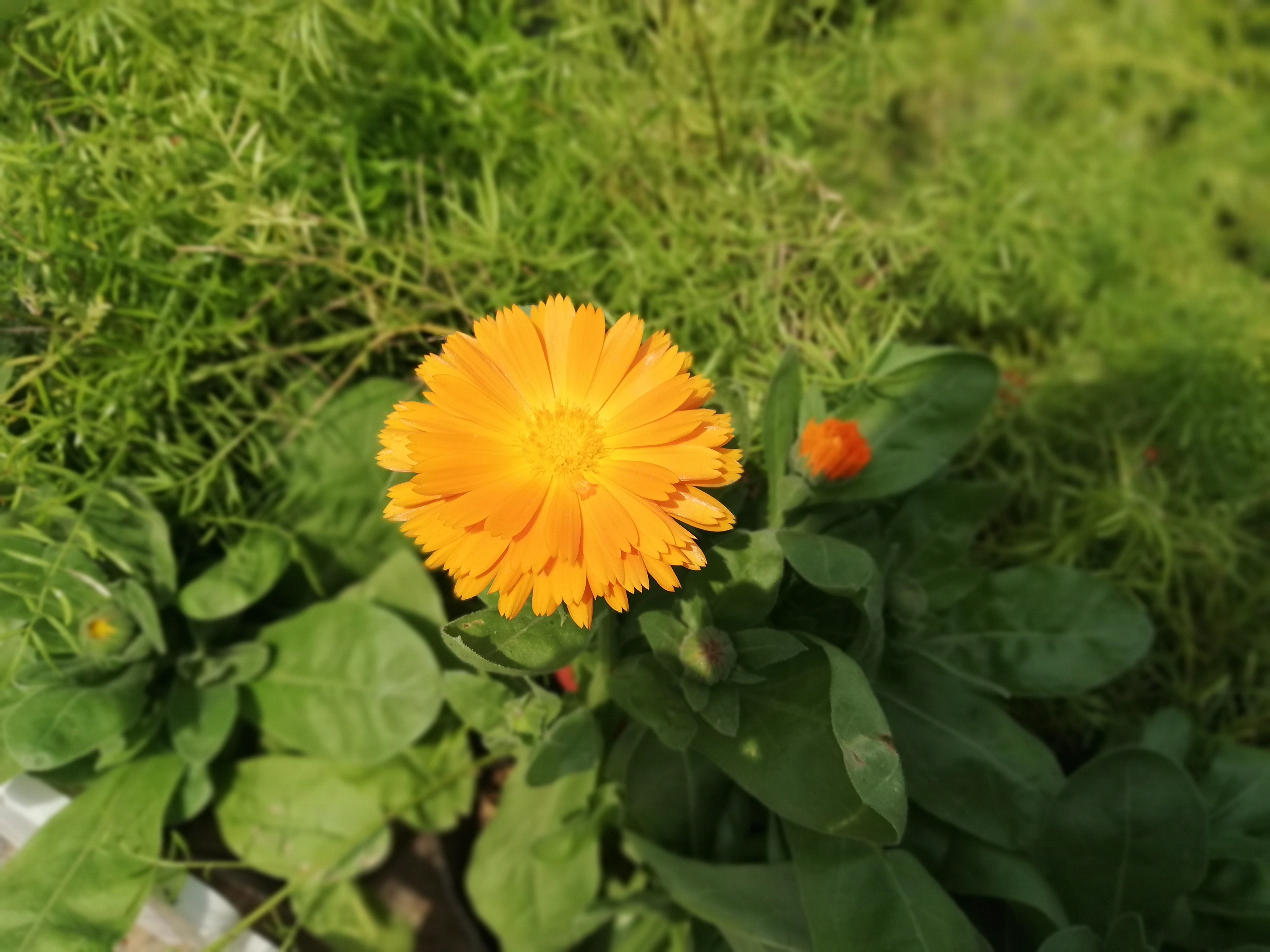 华为nova3e有什么功能,华为nova3e测评可以投屏