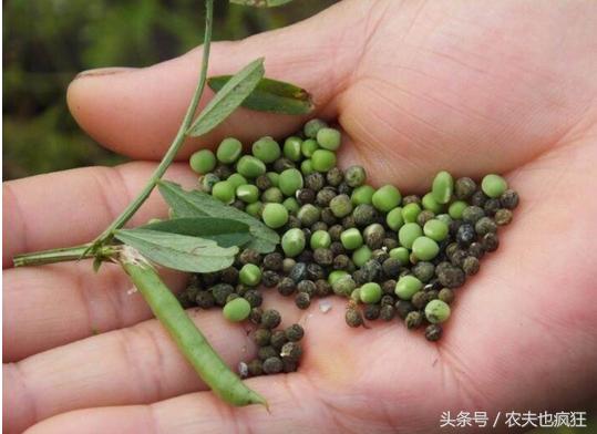 这种野果子曾是农村娃的零食,小时候有一种能吃的野草的果实