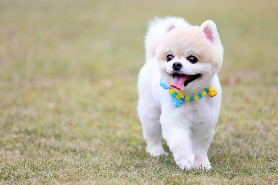 梅雨季节狗应该注意什么,雨季如何预防狗得皮肤病