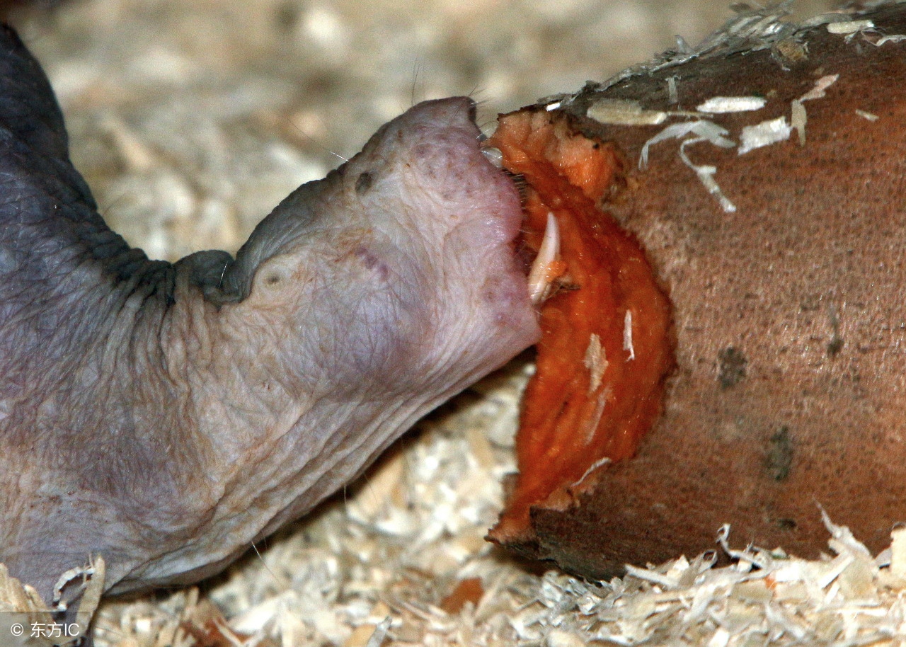 裸鼹鼠不衰老为什么会死,裸鼹鼠一生不得病吗